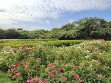 Visitantes de Asia, &Aacute;frica y Europa exaltaron la riqueza del &lsquo;Coraz&oacute;n de Pance&rsquo;