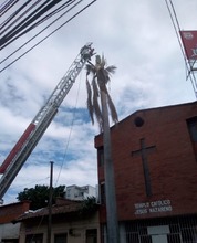 Intervienen &aacute;rboles para que no causen accidentes