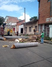 Intervienen &aacute;rboles para que no causen accidentes