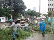 Intervienen &aacute;rboles para que no causen accidentes