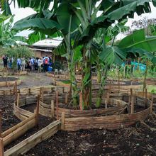 Cooperaci&oacute;n internacional, acci&oacute;n clave en la consolidaci&oacute;n de un sistema distrital de huertas 