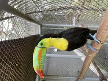 Acciones para  migar los efectos del tr&aacute;fico en la fauna silvestre 