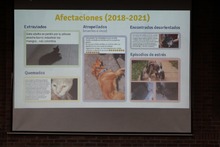 Los animales, los m&aacute;s afectados por el uso de p&oacute;lvora en Cali