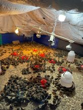 Coraz&oacute;n Contento le apuesta a la educaci&oacute;n de sus beneficiarios