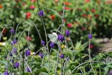 Agencias de cooperaci&oacute;n internacional resaltan valor social de huertas y jardines del jarill&oacute;n