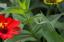 Agencias de cooperaci&oacute;n internacional resaltan valor social de huertas y jardines del jarill&oacute;n