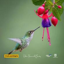 &iexcl;Espectaculares! Estas son las mejores fotos de colibr&iacute;es tomadas en Cali