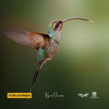 &iexcl;Espectaculares! Estas son las mejores fotos de colibr&iacute;es tomadas en Cali