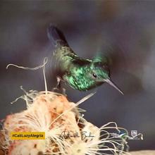 &iexcl;Espectaculares! Estas son las mejores fotos de colibr&iacute;es tomadas en Cali