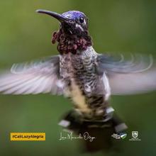 &iexcl;Espectaculares! Estas son las mejores fotos de colibr&iacute;es tomadas en Cali