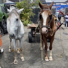 &iexcl;La espera termin&oacute;! M&aacute;s de 100 equinos se preparan para disfrutar de un nuevo hogar en esta navidad