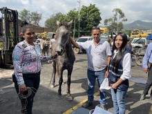 &iexcl;La espera termin&oacute;! M&aacute;s de 100 equinos se preparan para disfrutar de un nuevo hogar en esta navidad