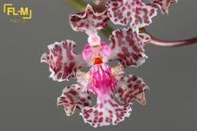 Trichocentrum carthagenense 