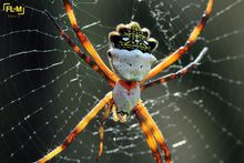 Argiope argentanta