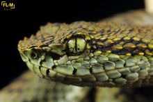 Bothriechis schlegelii