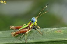 Megacheilacris bullifemur vallensis