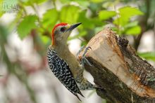 Melanerpes rubricapillus