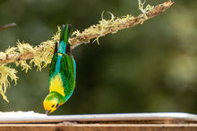 Conozca por qu&eacute; en turismo Pance es mucho m&aacute;s que un r&iacute;o