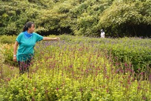 Dagma present&oacute; los dise&ntilde;os del Parque Ambiental &lsquo;Coraz&oacute;n de Pance&rsquo;