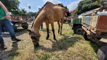 En Cali, caballos y yeguas se liberan de a&ntilde;os de trabajo forzado