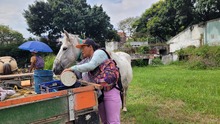 En Cali, caballos y yeguas se liberan de a&ntilde;os de trabajo forzado