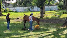 En Cali, caballos y yeguas se liberan de a&ntilde;os de trabajo forzado