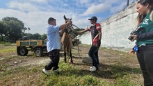 En Cali, caballos y yeguas se liberan de a&ntilde;os de trabajo forzado