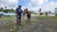 En Cali, caballos y yeguas se liberan de a&ntilde;os de trabajo forzado