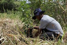 &lsquo;Espacios para la Vida&rsquo; contribuye con el fortalecimiento del relicto boscoso en Brisas de Mayo