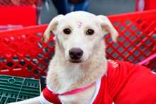 Papi y Mami vinieron al Sals&oacute;dromo a buscar hogar 