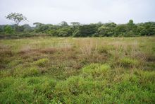 &lsquo;Parque Ambiental Coraz&oacute;n de Pance&rsquo; se proyecta como &uacute;nico en biodiversidad y procesos de aprendizaje