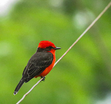 Disfrute del 1er encuentro Cali Ciudad de las Aves 