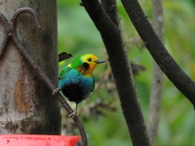 Disfrute del 1er encuentro Cali Ciudad de las Aves 