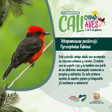Disfrute del 1er encuentro Cali Ciudad de las Aves 