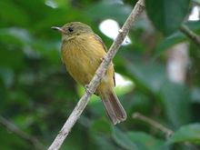 Mionectes oleagineus