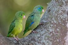 Periquitos de anteojos