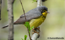 Reinita del Canad&aacute;