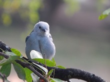 Hern&aacute;n Perlaza, de m&eacute;dico a pajarero