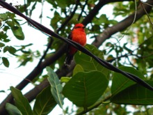 Hern&aacute;n Perlaza, de m&eacute;dico a pajarero