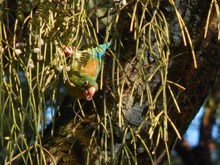 Hern&aacute;n Perlaza, de m&eacute;dico a pajarero