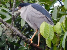 La naturaleza se disfruta en el 1er Encuentro Cali Ciudad de las Aves