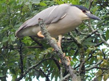 La naturaleza se disfruta en el 1er Encuentro Cali Ciudad de las Aves