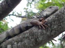 La naturaleza se disfruta en el 1er Encuentro Cali Ciudad de las Aves