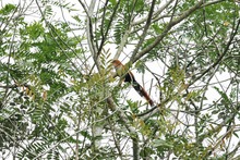 Becarios de Todas y Todos a Estudiar iniciaron la siembra de 7.000 &aacute;rboles en el Bosque de los Estudiantes