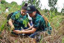 Con la siembra de 2576 &aacute;rboles avanza El Bosque de los Estudiantes
