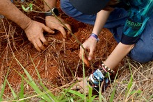Con la siembra de 2576 &aacute;rboles avanza El Bosque de los Estudiantes