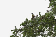 Ecoparque Batacl&aacute;n: la Sucursal del Cielo para las aves