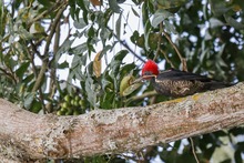 Ecoparque Batacl&aacute;n: la Sucursal del Cielo para las aves