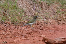 Ecoparque Batacl&aacute;n: la Sucursal del Cielo para las aves
