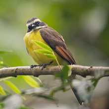 Cali, Ciudad Humedal